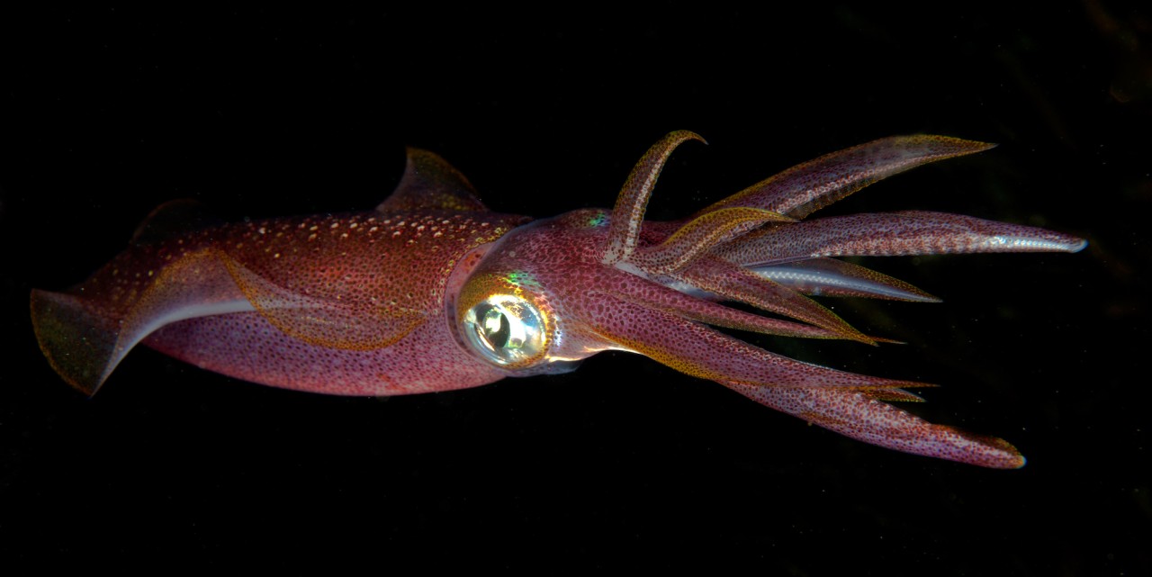 A purple colorful squid against a black background