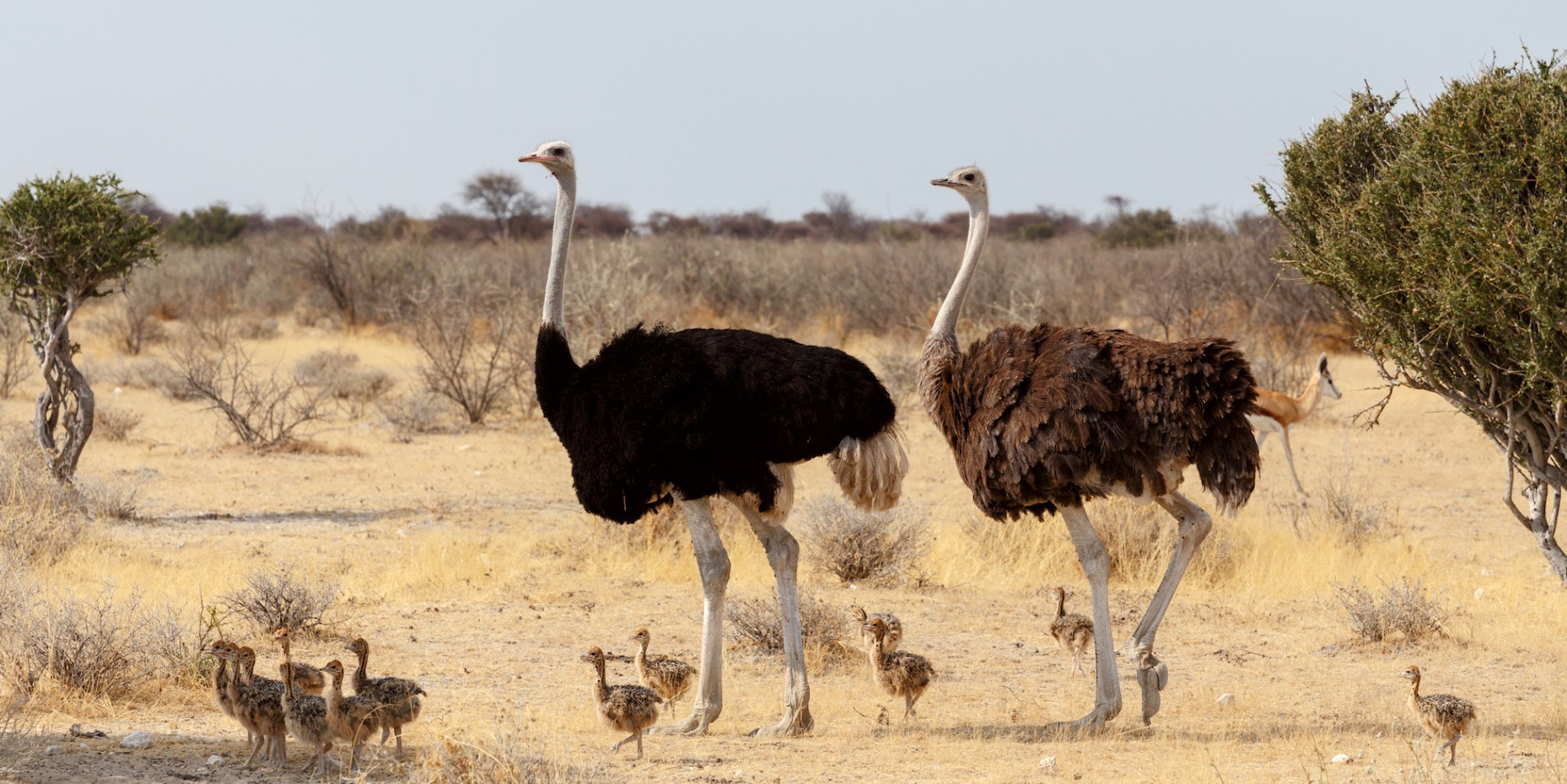 Two fully grown ostriches standing over many of their babies in the Namibia desert