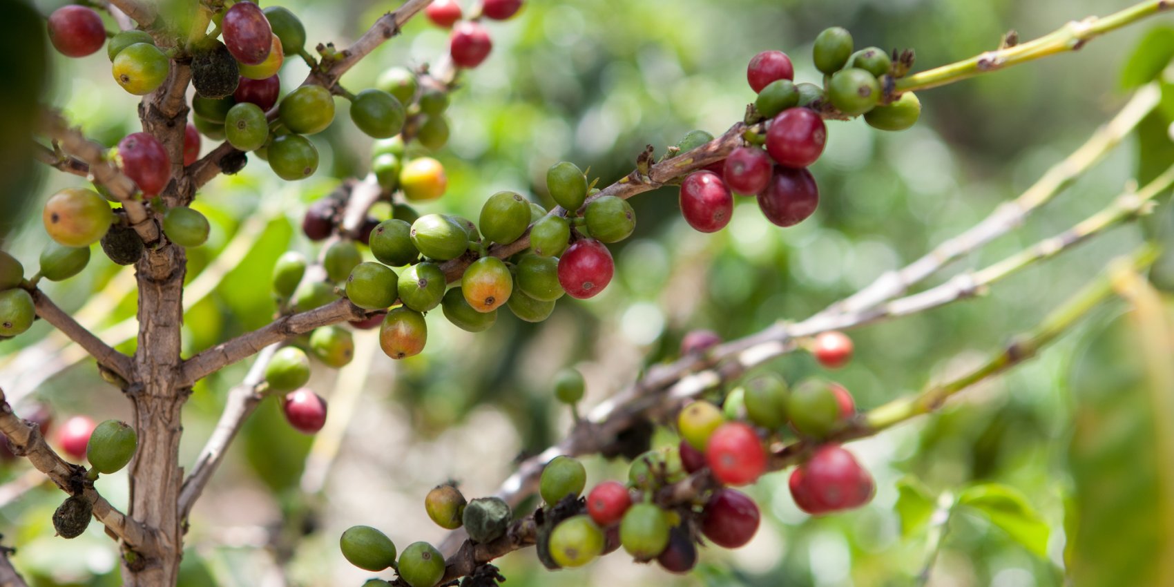 Coffee beans on a tree