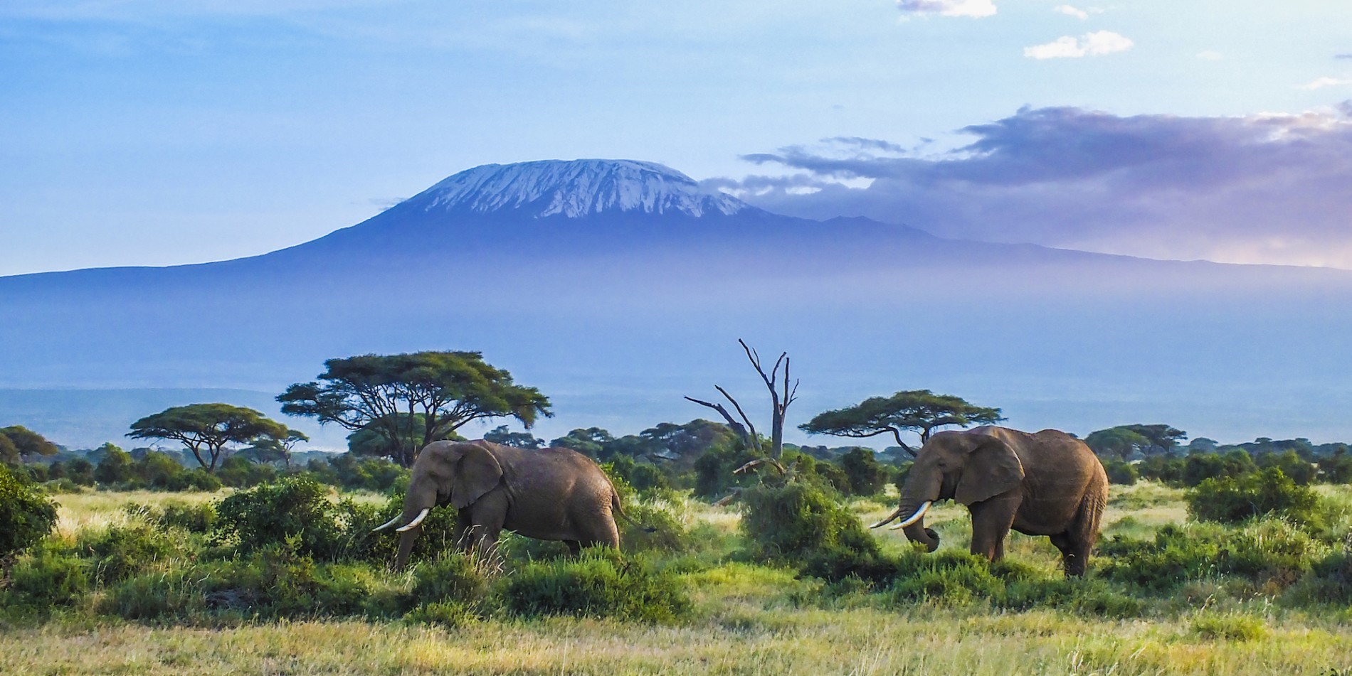 Two elephants walking through a green meadow with low trees with Mount Kilimanjaro in the center of the background 