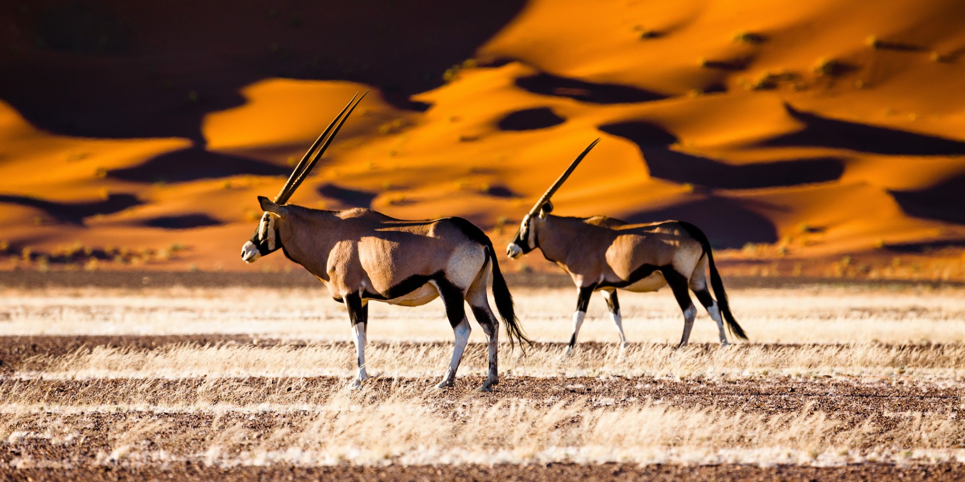 Group of oryz or gazelles walking through desert grass in front of sand dunes in Namibia