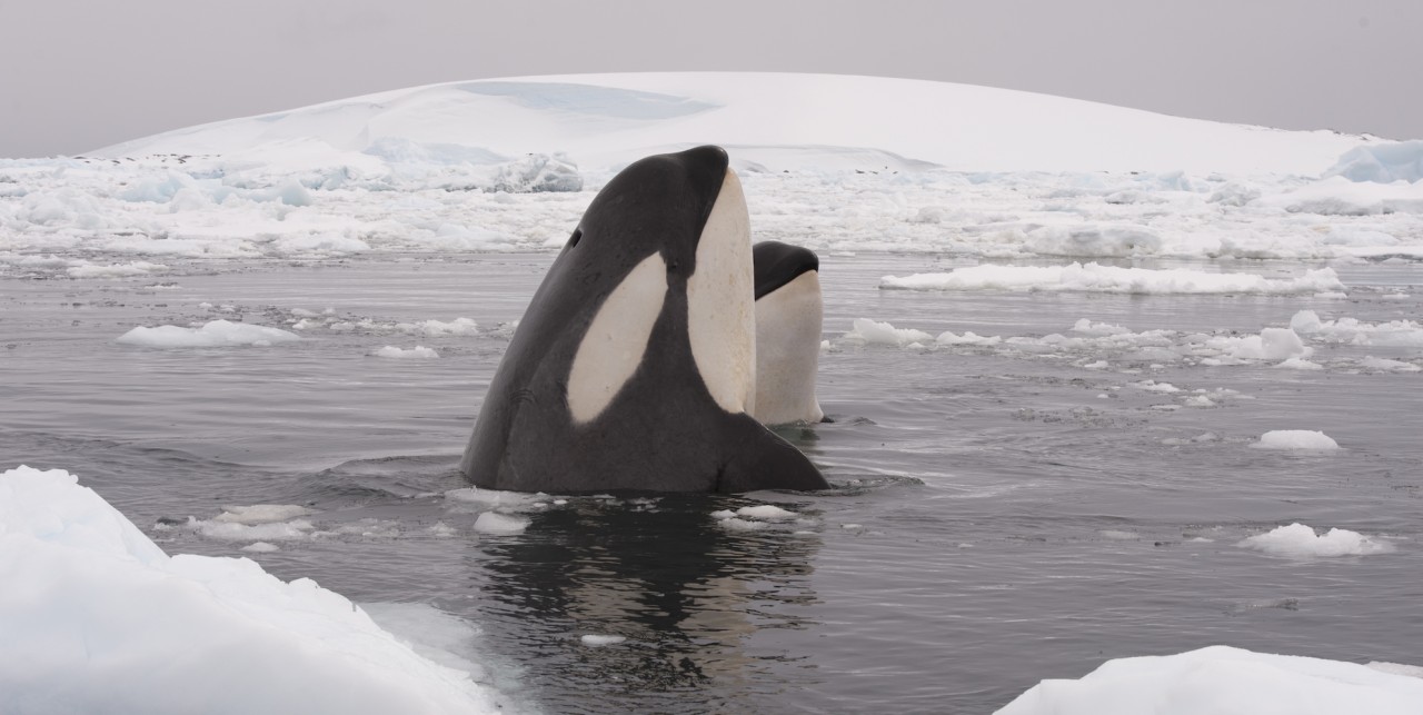 Orca whale breached out of the service of the water among icebergs in Antarctica