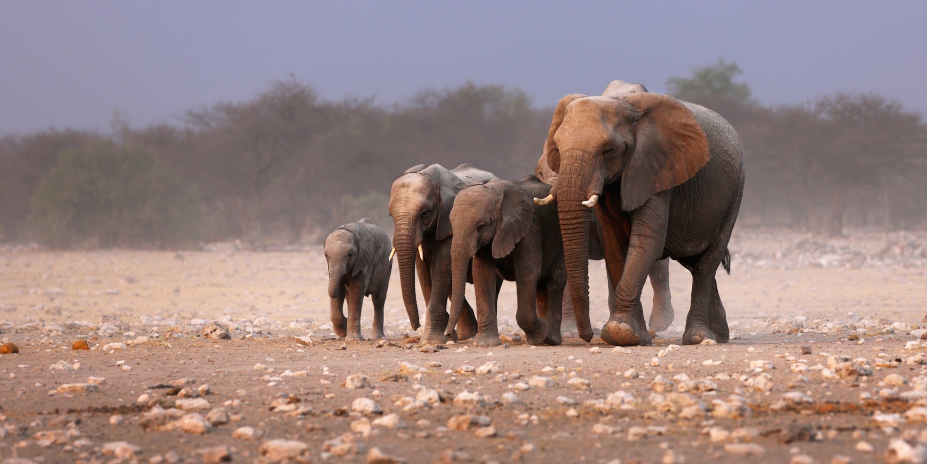 A group of African elephants of all different sizes and ages walking through sand filled with rocks in Namibia