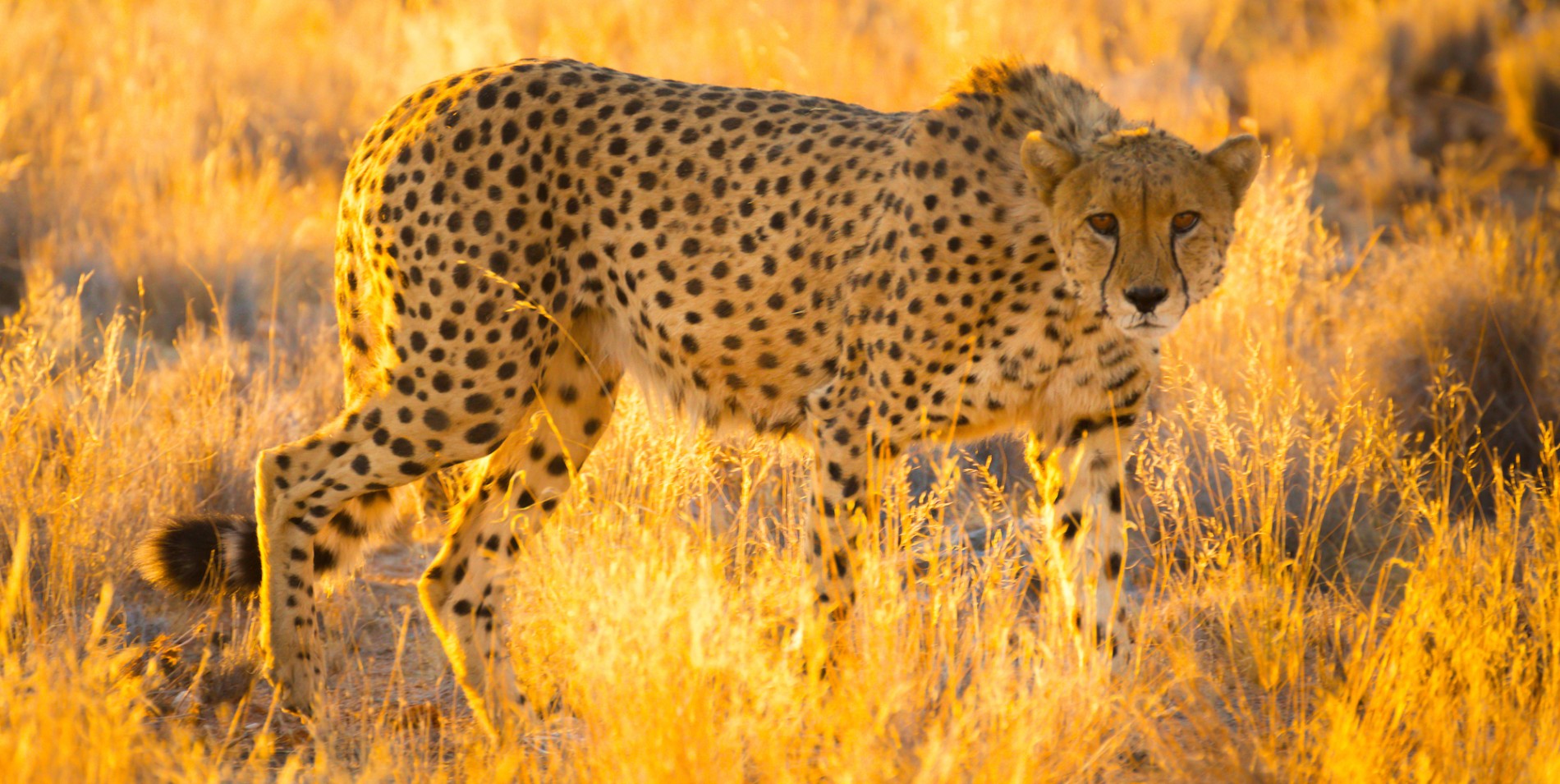 Cheetah walking looking right at the camera in tall grass at sunset in Namibia