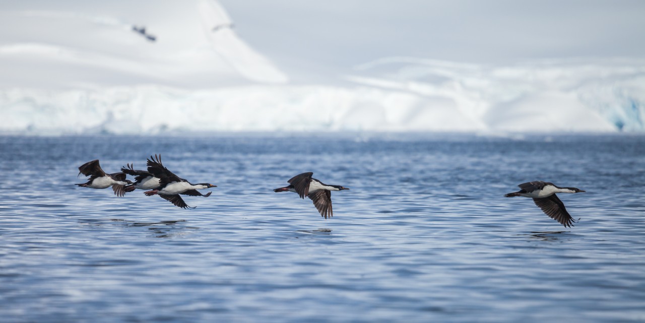 A group of 5 birds flying just above the surface in the water with icebergs behind them in Antarctica
