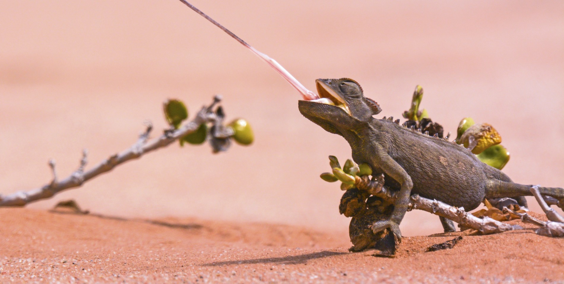Close up of a desert chameleon on red sand with its tongue out 