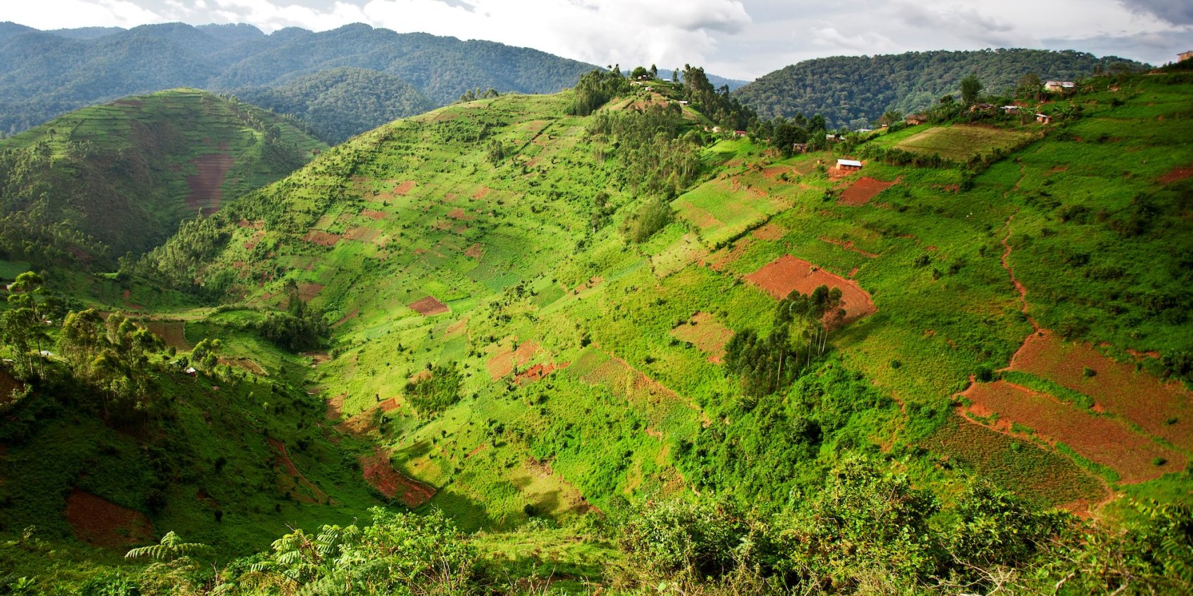 The rolling hills and dense forest in Uganda. 