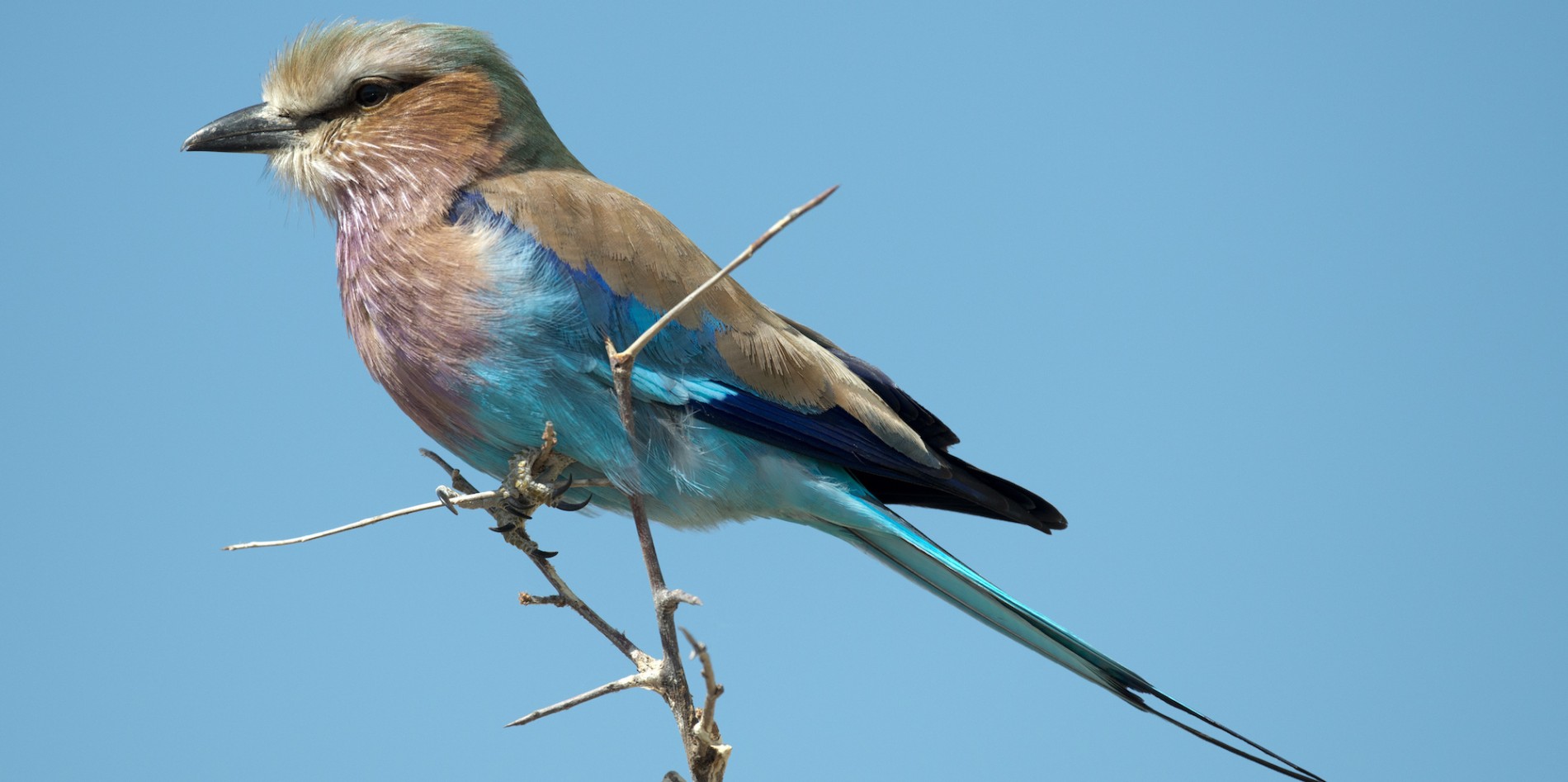 Lilac-breasted roller bird perched in a tree with blue sky behind it