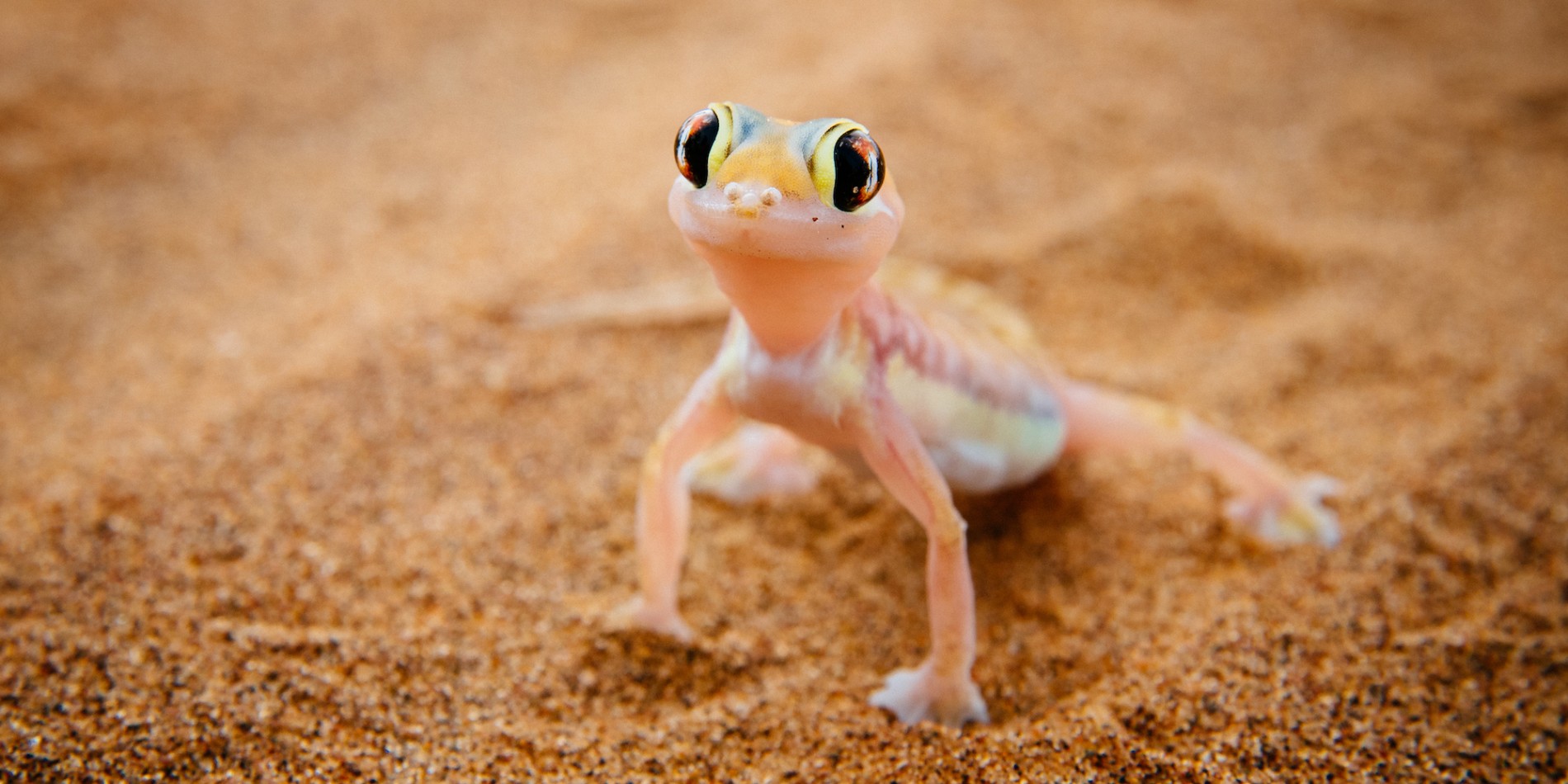 Close up in focus shot of a Namib sand gecko in red sand looking at the camera