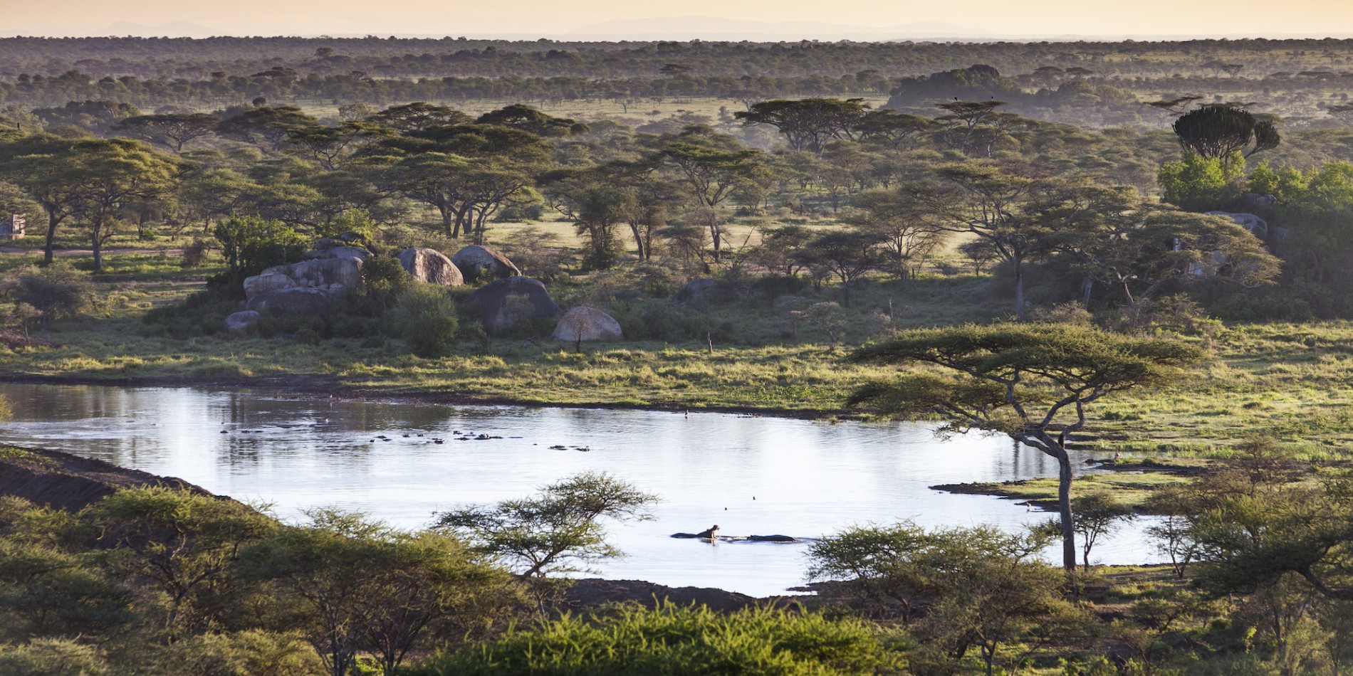 Vast shot of a nature reserve in Tanzania with a small pond surrounded by trees with a hippo swimming