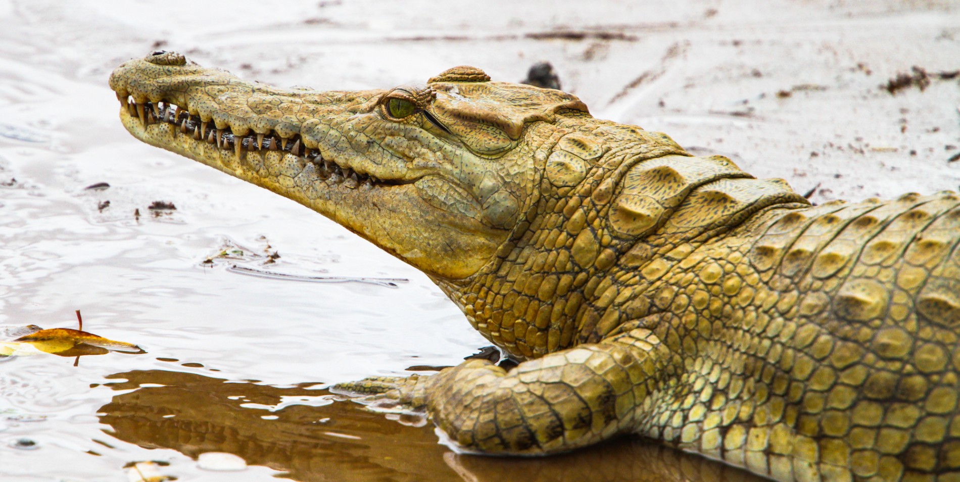 Up close side view of an alligator in Namibia