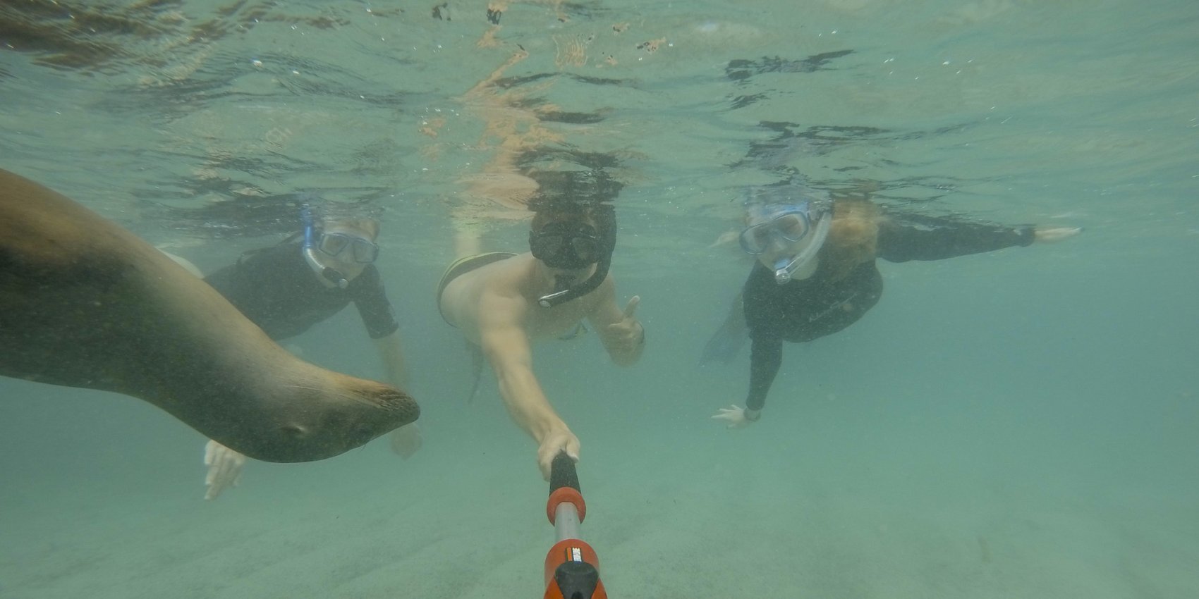 Underwater shot of three people swimming with a sea lion