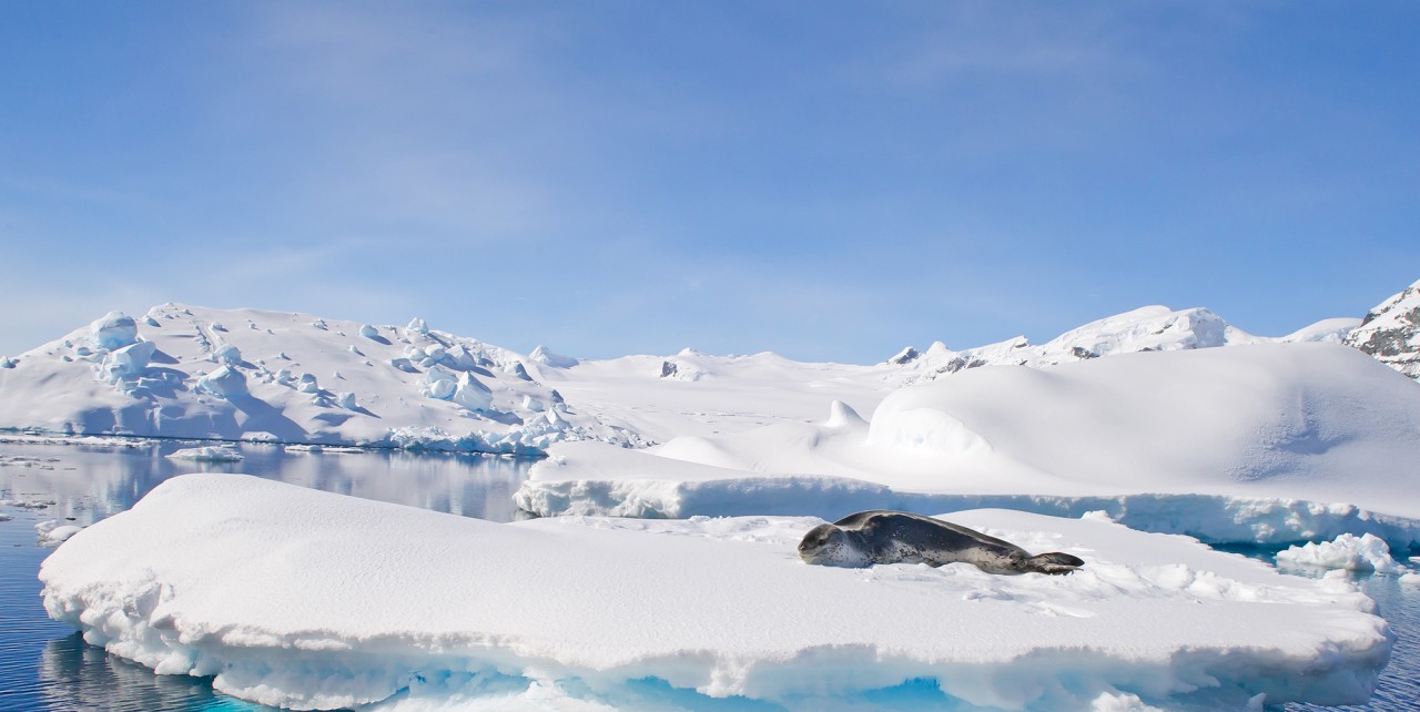One seal laying on an iceberg on a sunny day in Antarctica