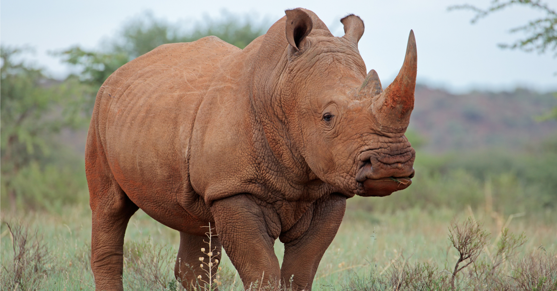 south african rino