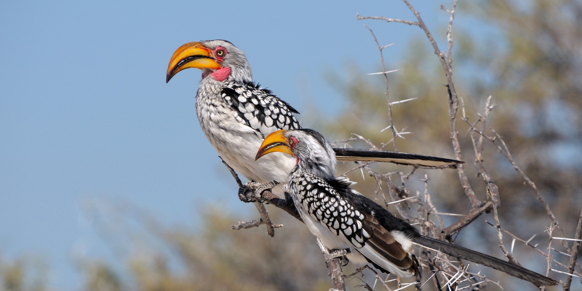 Two southern yellow billed hornbills perched in a tree on a sunny day