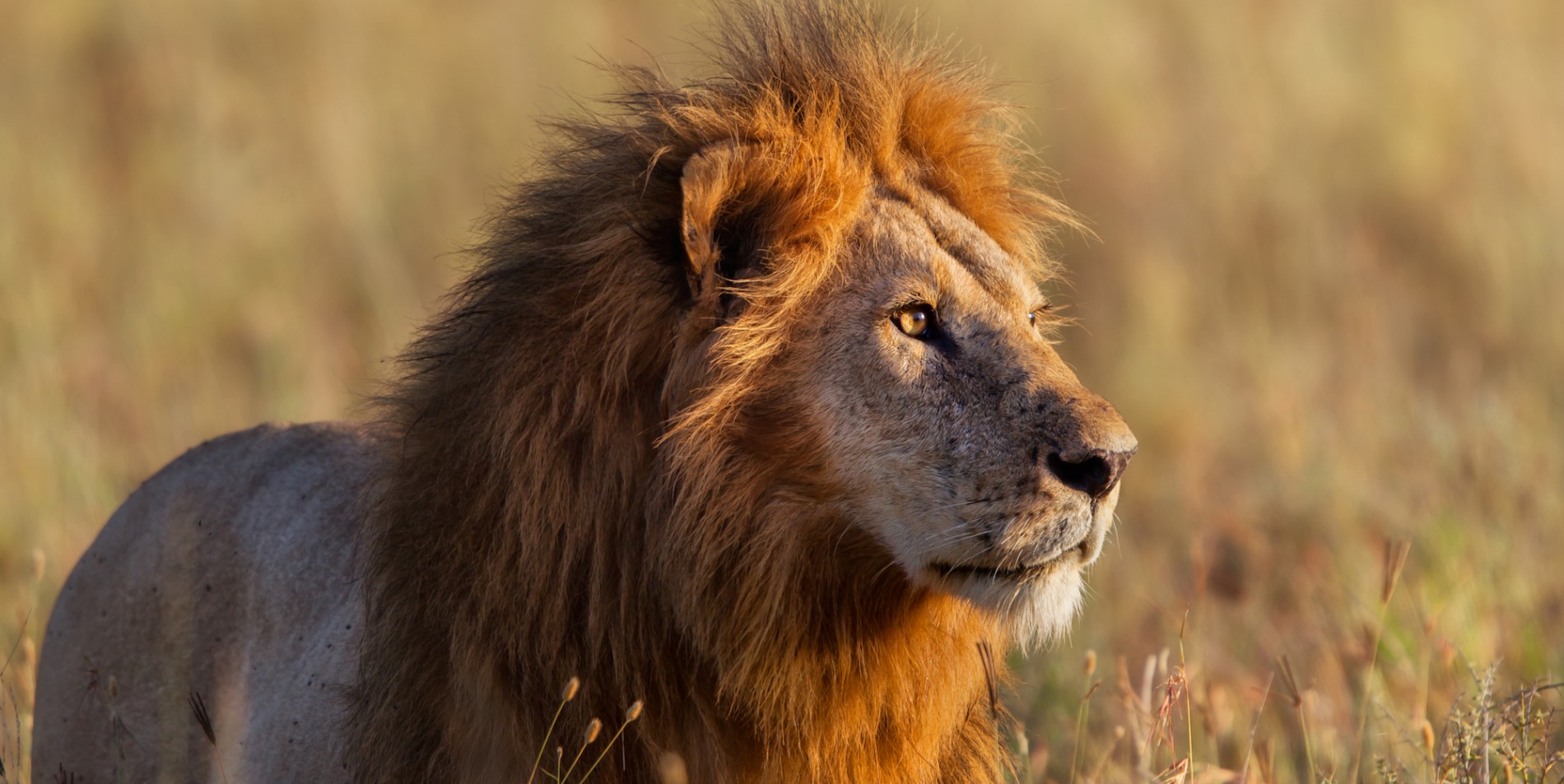 Close up of a lion laying in tall grass in Tanzania