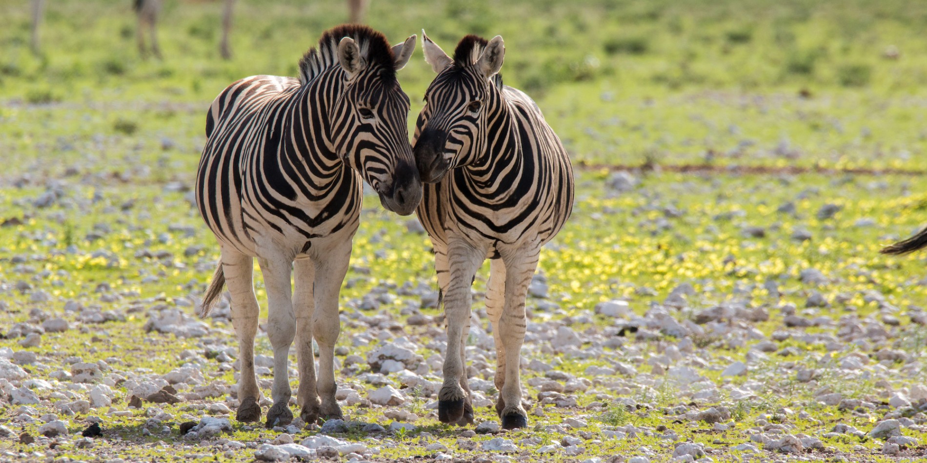 Two zebras bumping their heads together while walking on rocks and grass