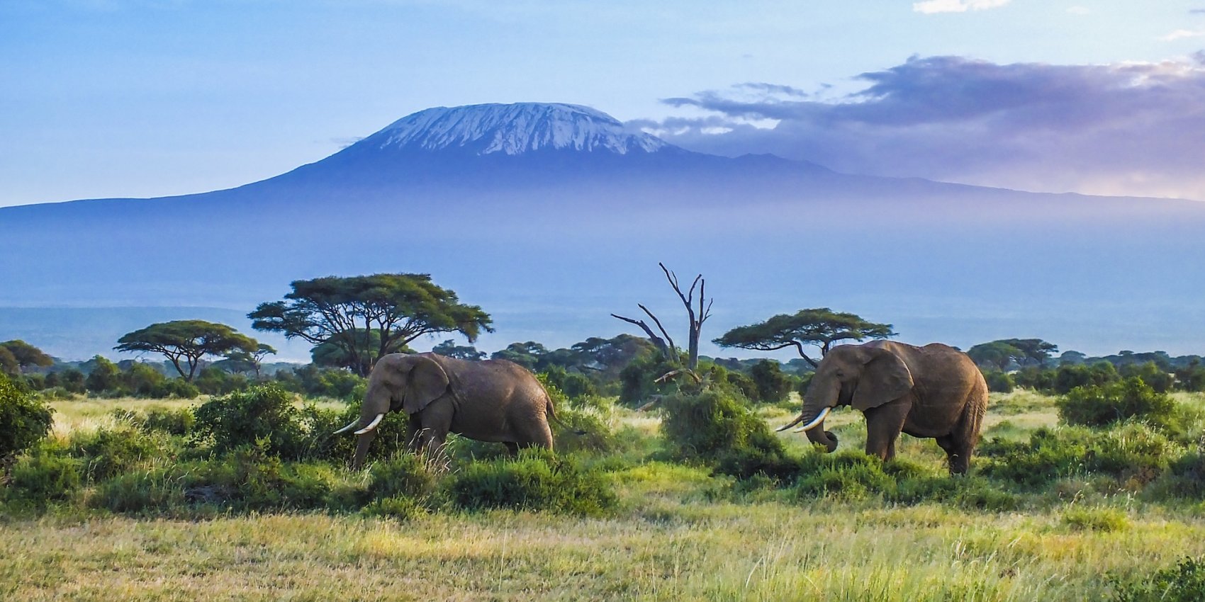 Two African elephants graze beneath Mount Kilimanjaro during a responsible safari tour that promotes wildlife protection and sustainable tourism in East Africa.