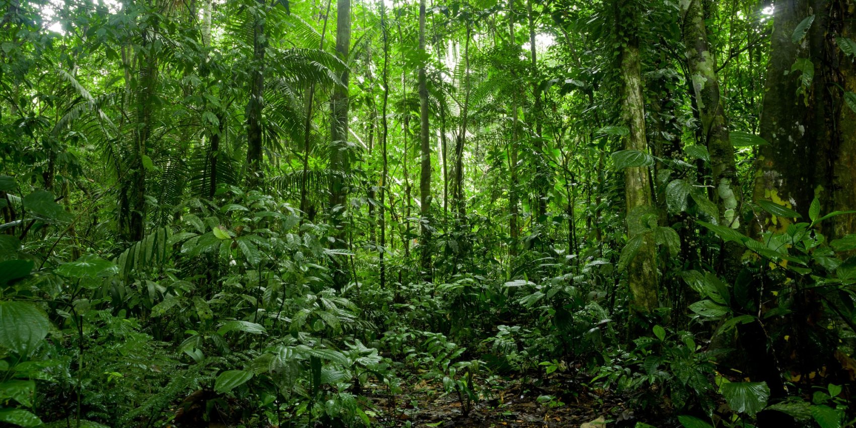 Dense green foliage in the Amazon Rainforest – a top inland adventure after visiting the Galápagos Islands.