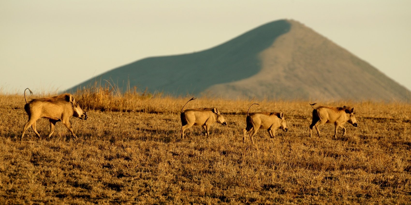 A group of warthogs walks freely across the savannah with a mountain backdrop, captured on a responsible African safari tour that respects wildlife habitats.