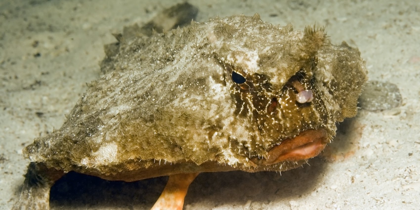 Camouflaged Galápagos batfish resting on the sandy ocean floor