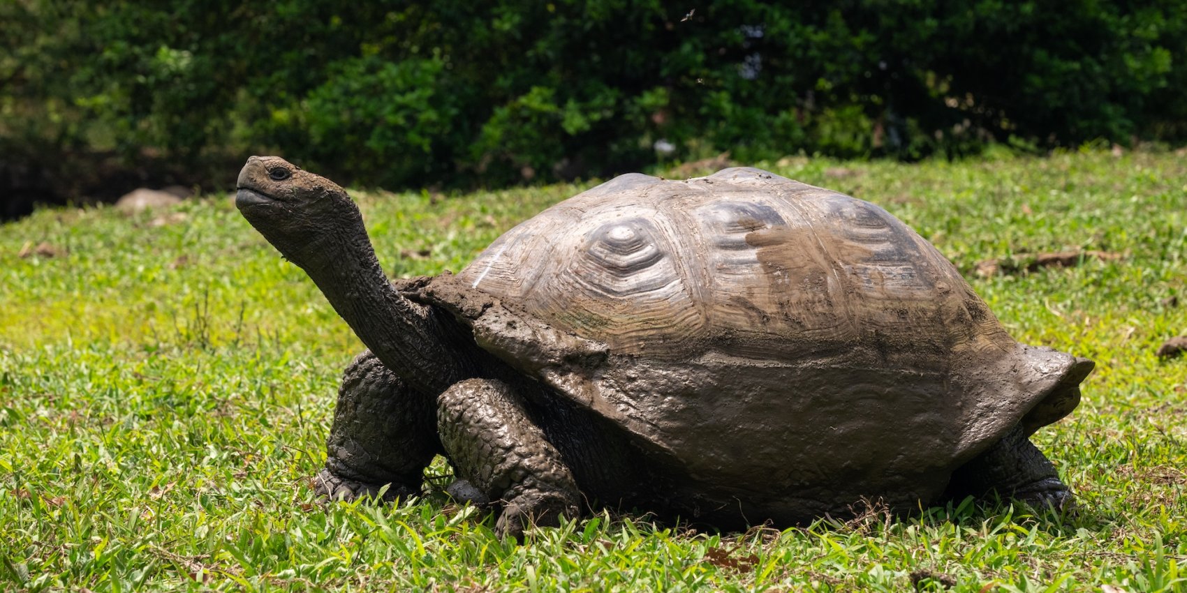Galápagos giant tortoise walking slowly across grassy terrain