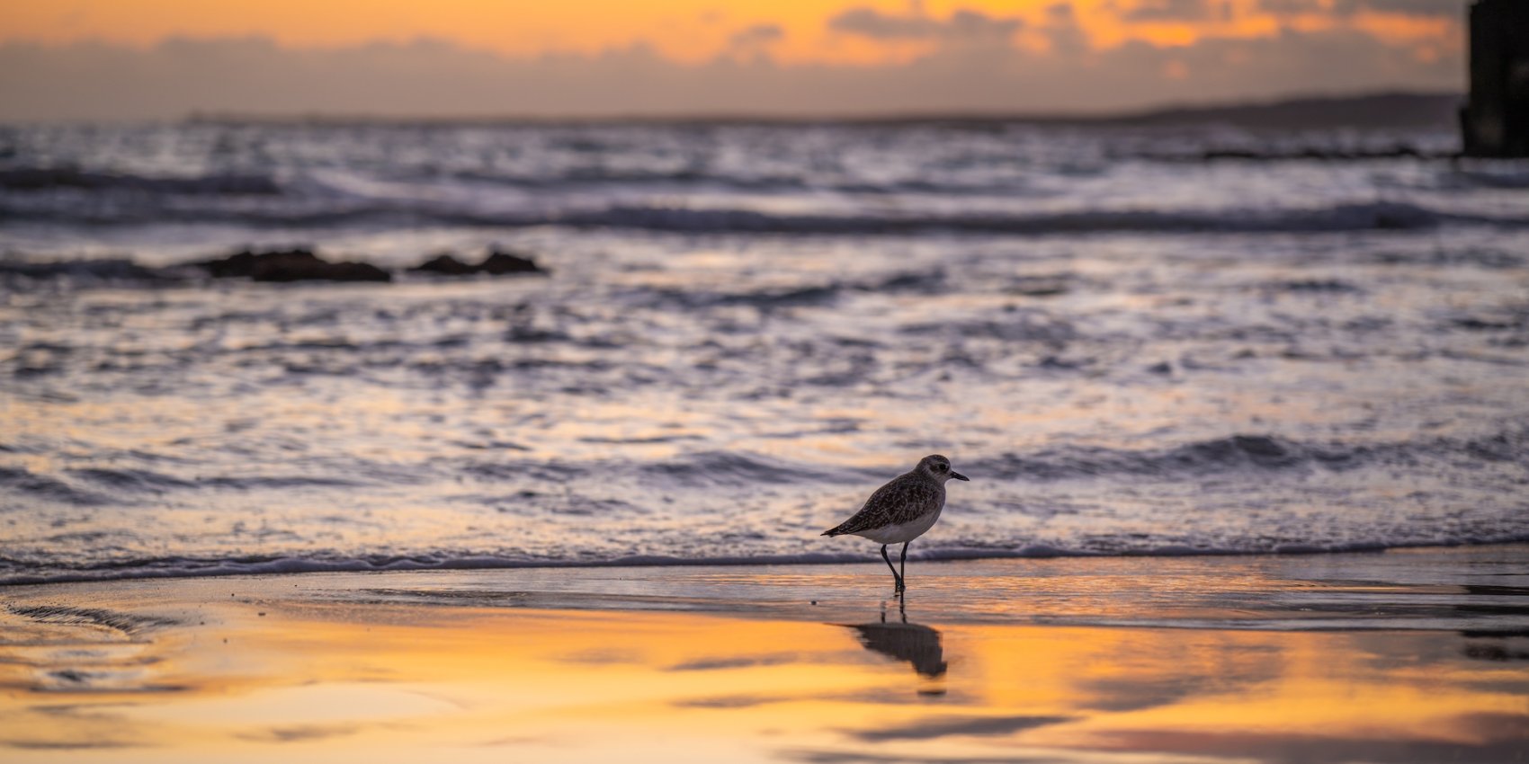 Shorebird standing on a sandy beach at sunset with waves and glowing orange sky in the Galápagos Islands