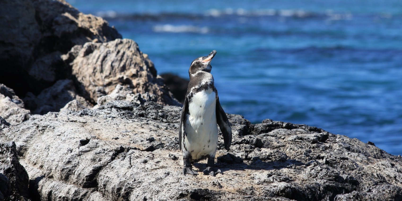 Galápagos penguin standing on rocky shoreline with ocean in the background