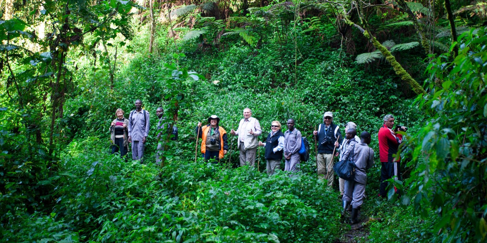 A group of tourists in the dense forest of Uganda on a gorilla trekking tour. 