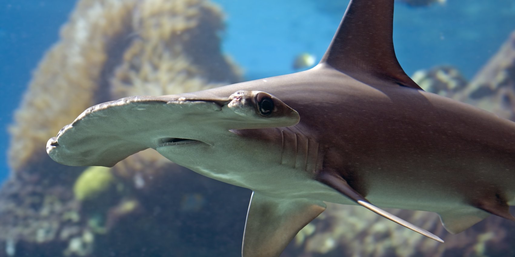 Close-up of a hammerhead shark swimming underwater in the Galápagos