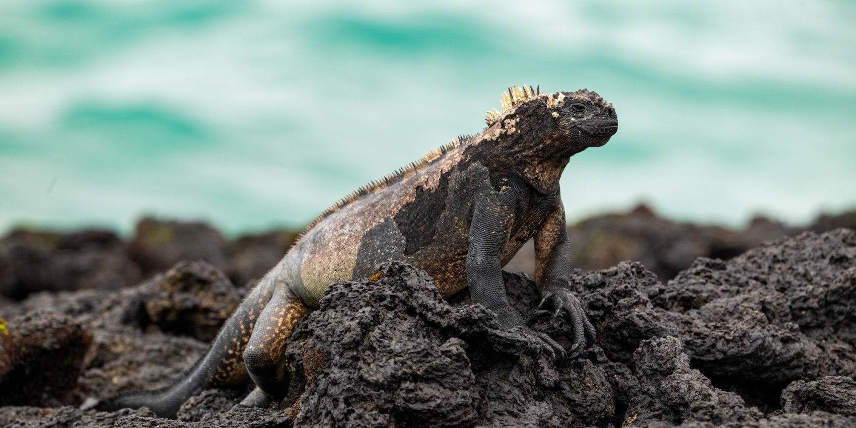 Marine iguana perched on volcanic rocks along the Galápagos coastline