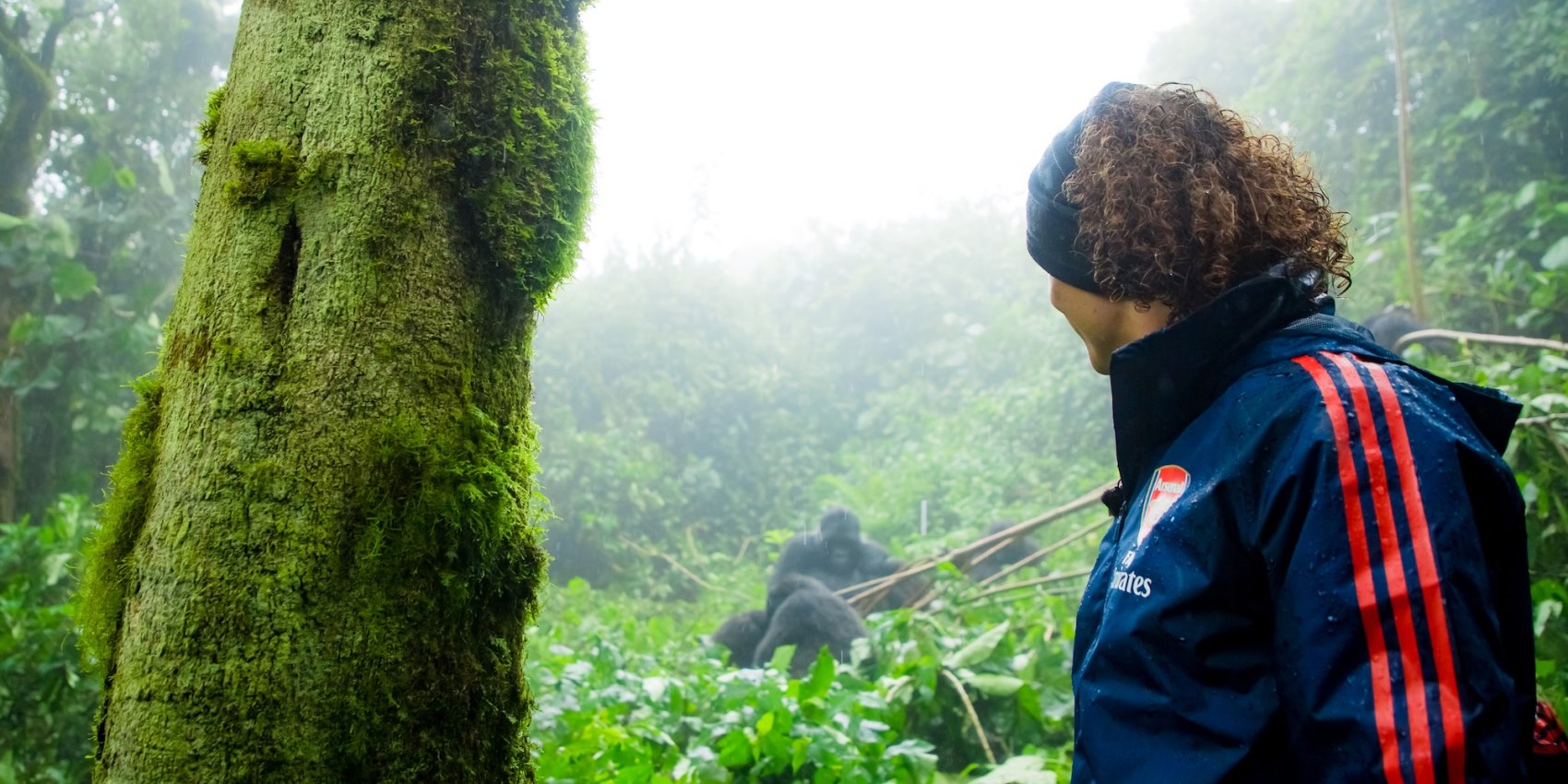 A tourist viewing mountain gorillas from a distance in Rwanda on a guided mountain gorilla tour. 