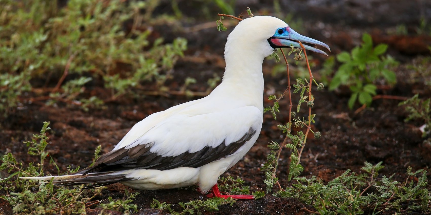 Red-footed booby bird holding nesting material in its beak in the Galápagos