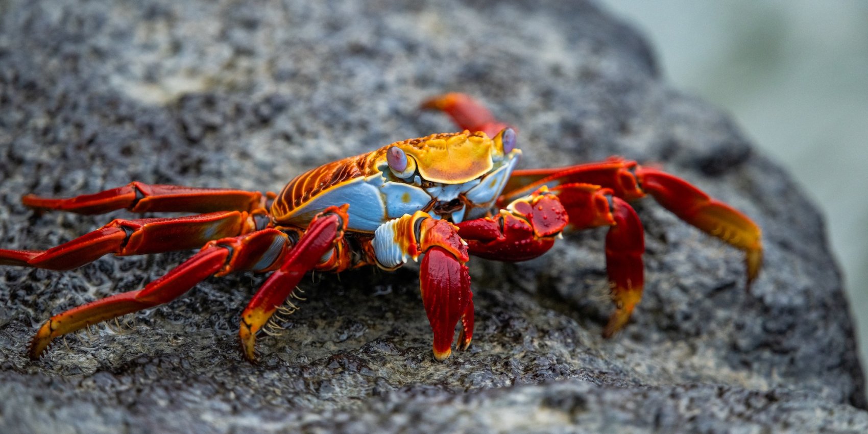 Bright red Sally Lightfoot crab on dark volcanic rock in the Galápagos Islands