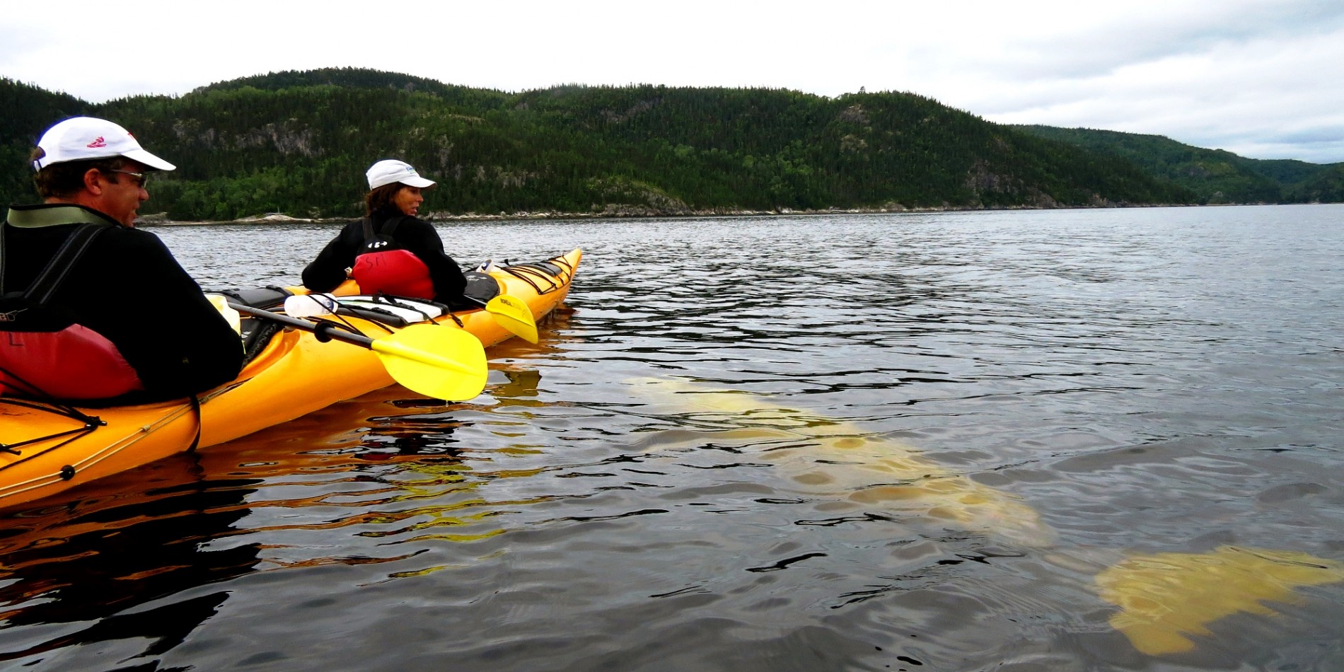 beluga under sea kayak in Quebec