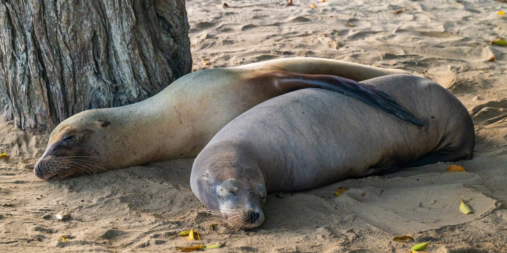 Two Galápagos sea lions resting on a sandy beach near a tree