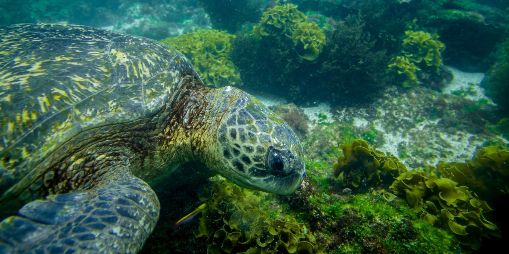 Green sea turtle swimming underwater near coral and seaweed in the Galápagos