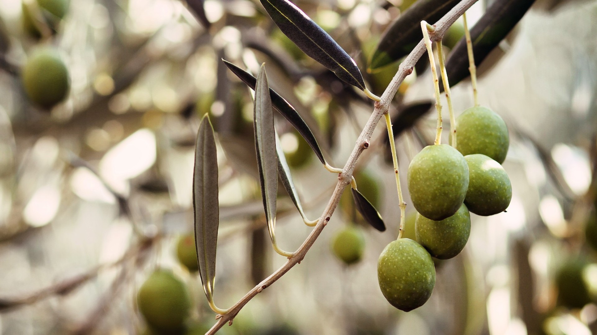 Close up on an olive branch
