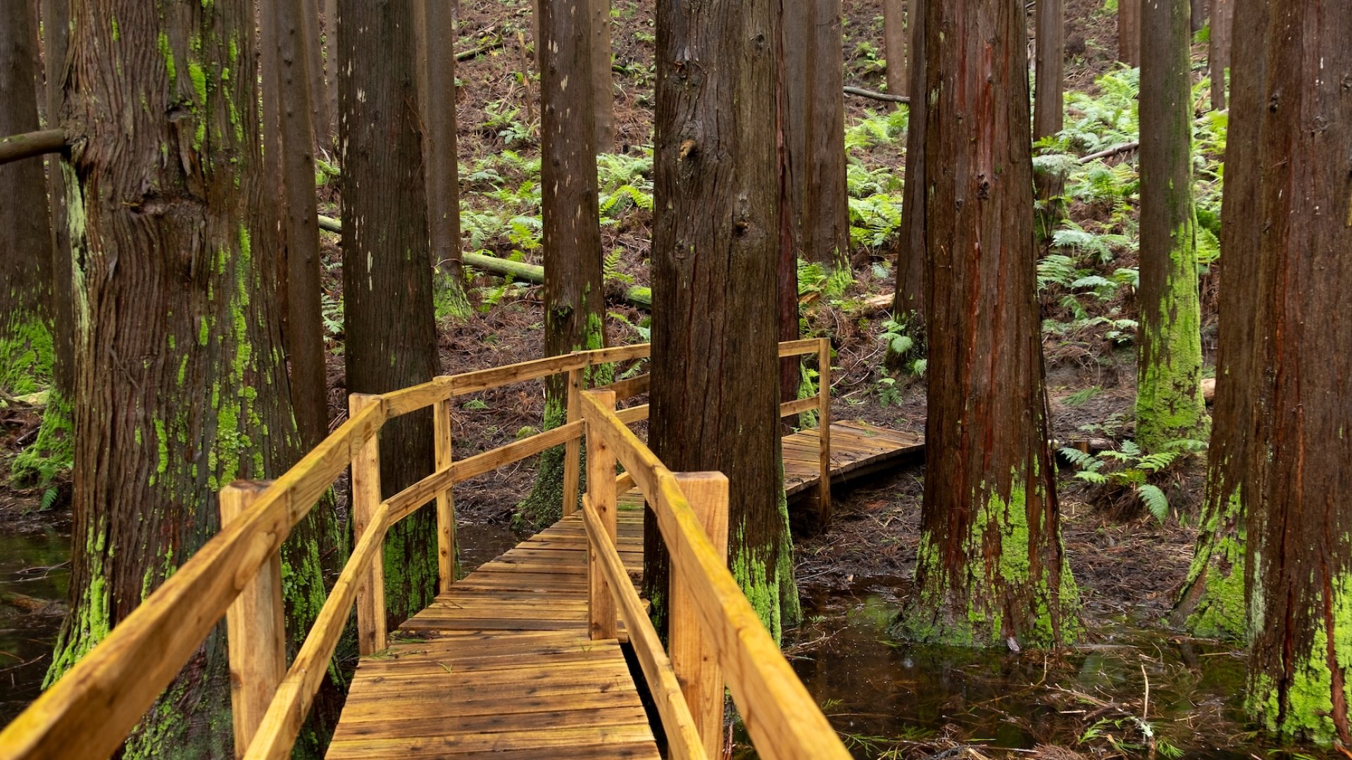 Wooden boardwalk winding through a lush forest in the Azores, surrounded by towering trees, ferns, and moss-covered trunks.