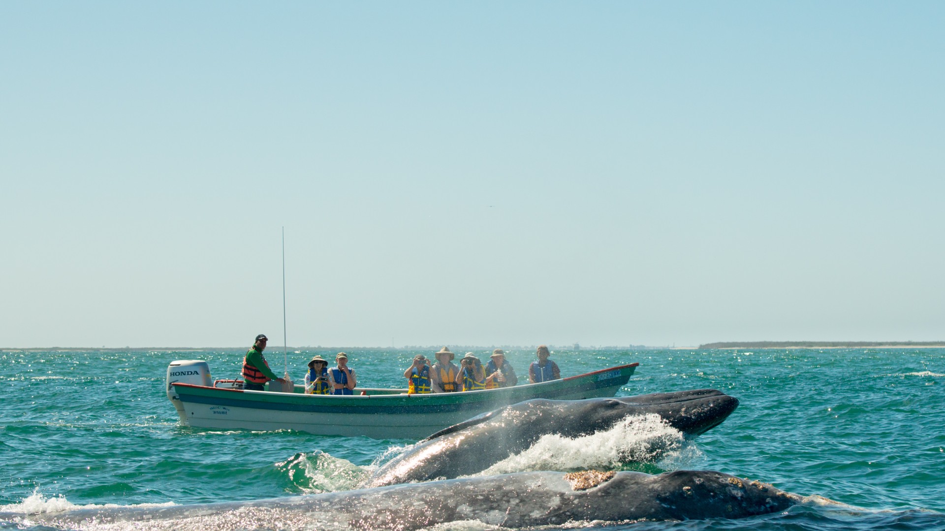 A large gray whale swimming up to a boat full of tourists in awe