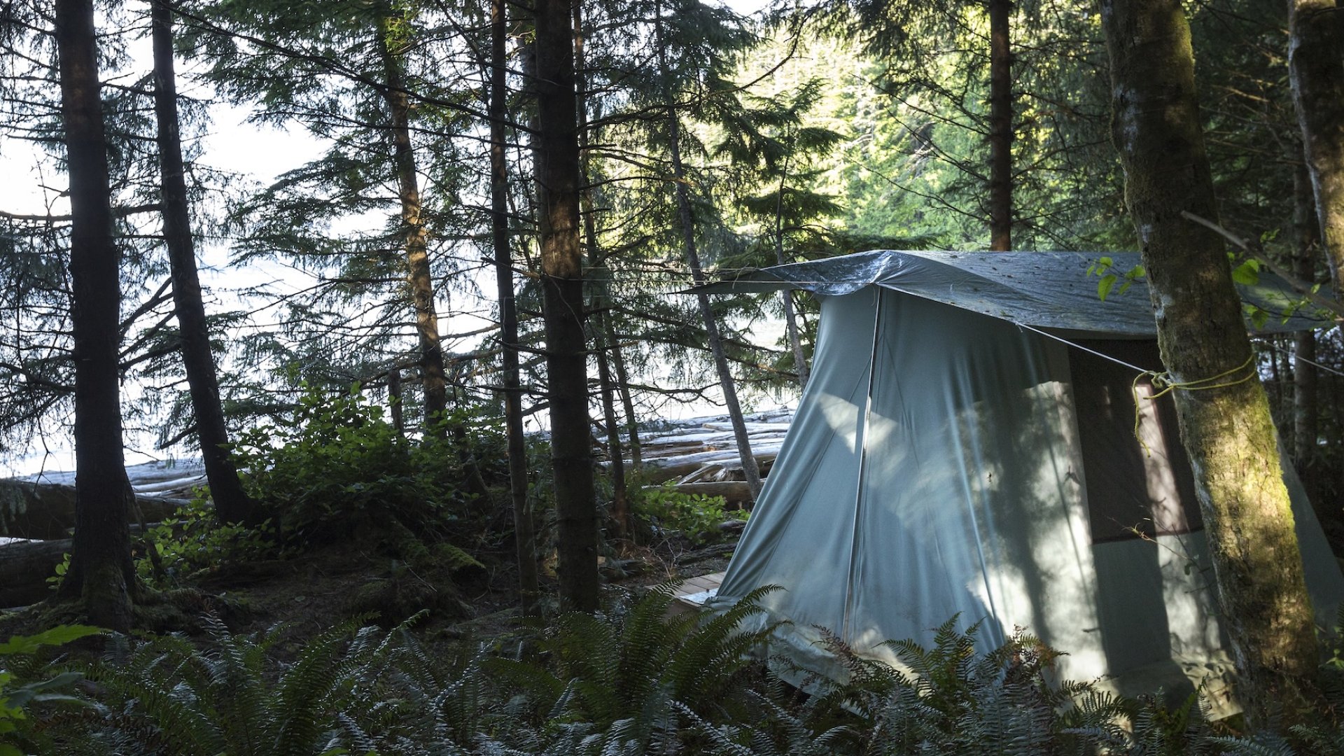 tent in the dense British Columbia forest