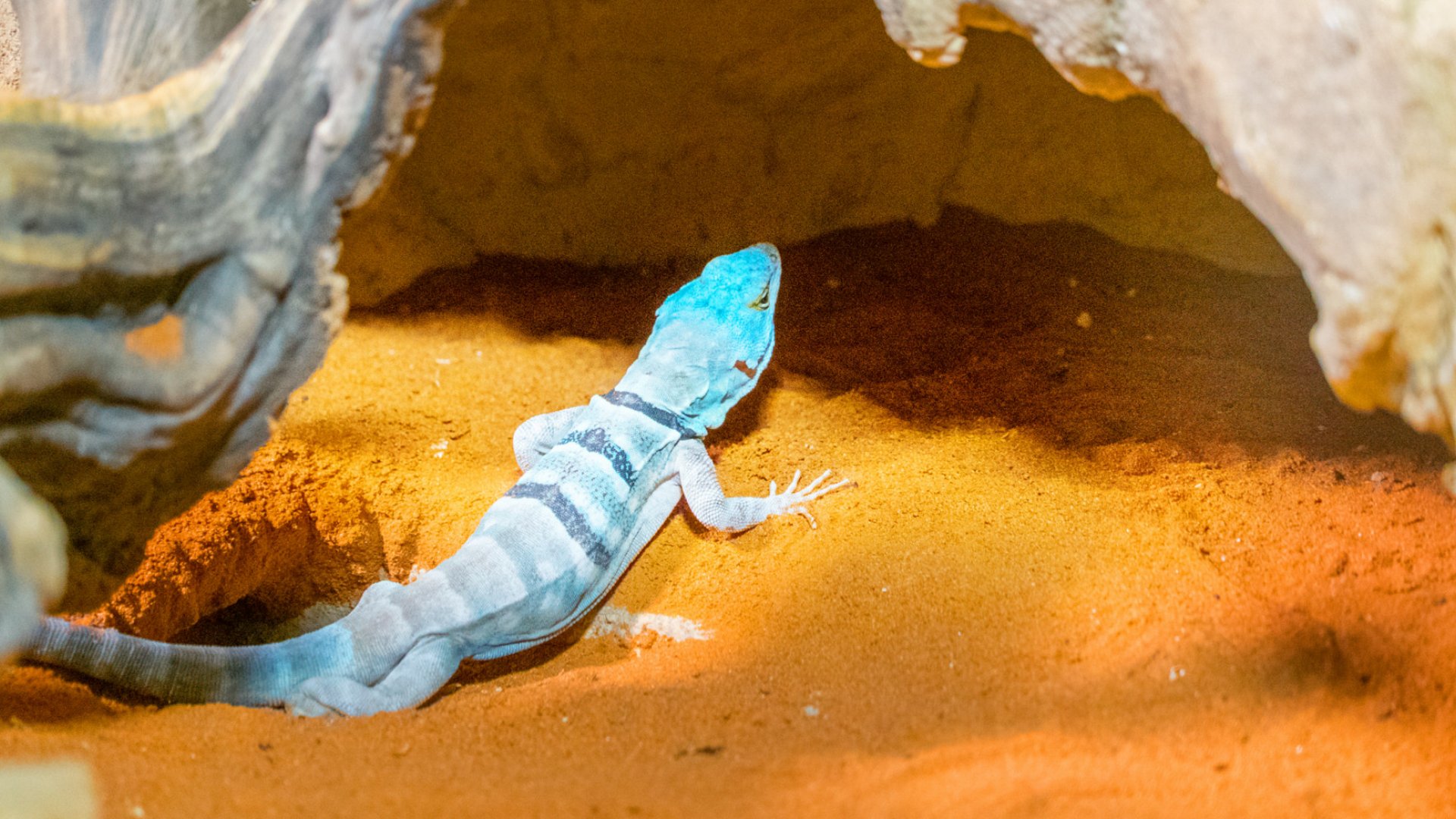 Baja blue rock lizard on orange sand