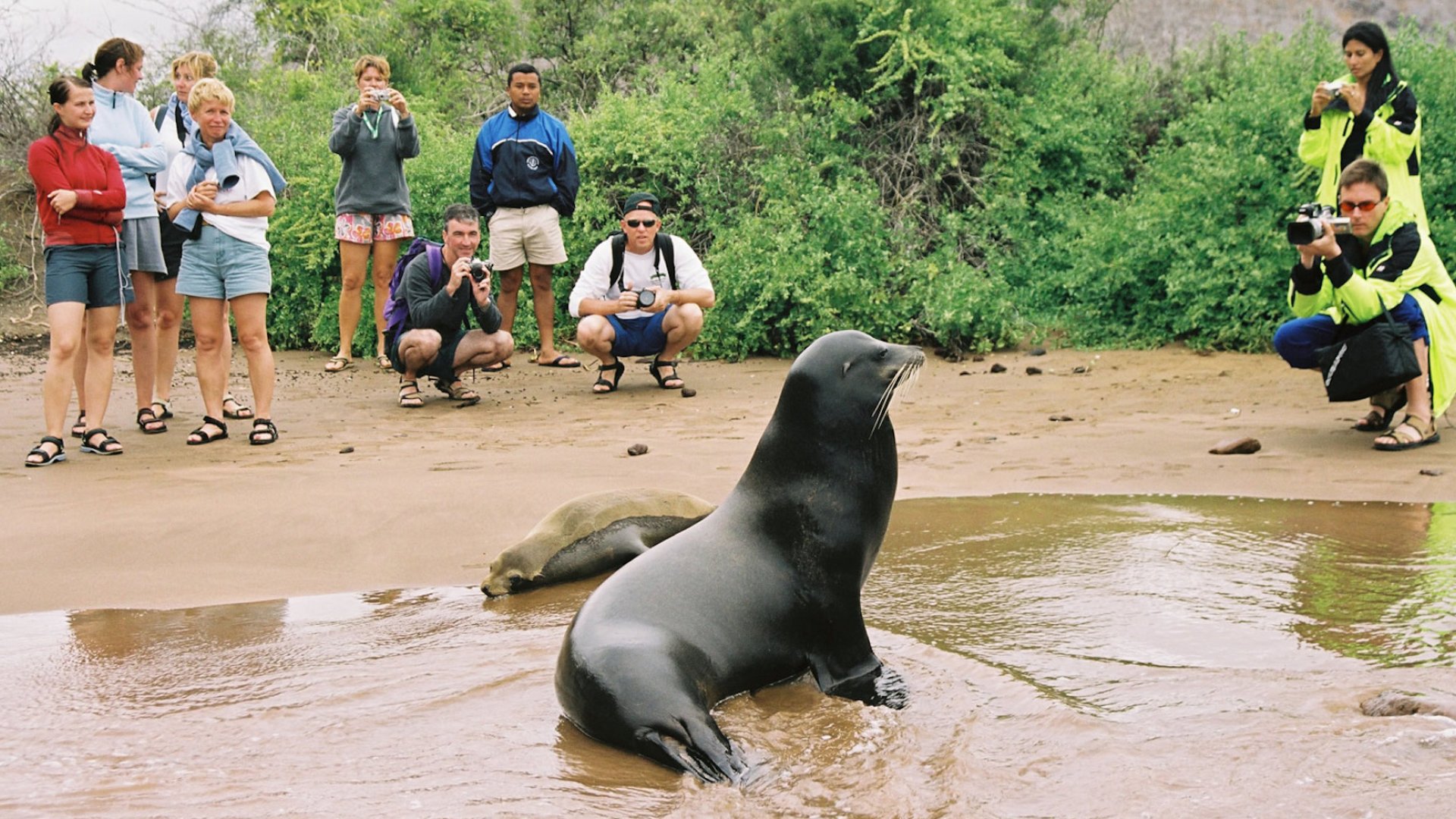 People on a beach standing next to a sea lion in the Galapagos