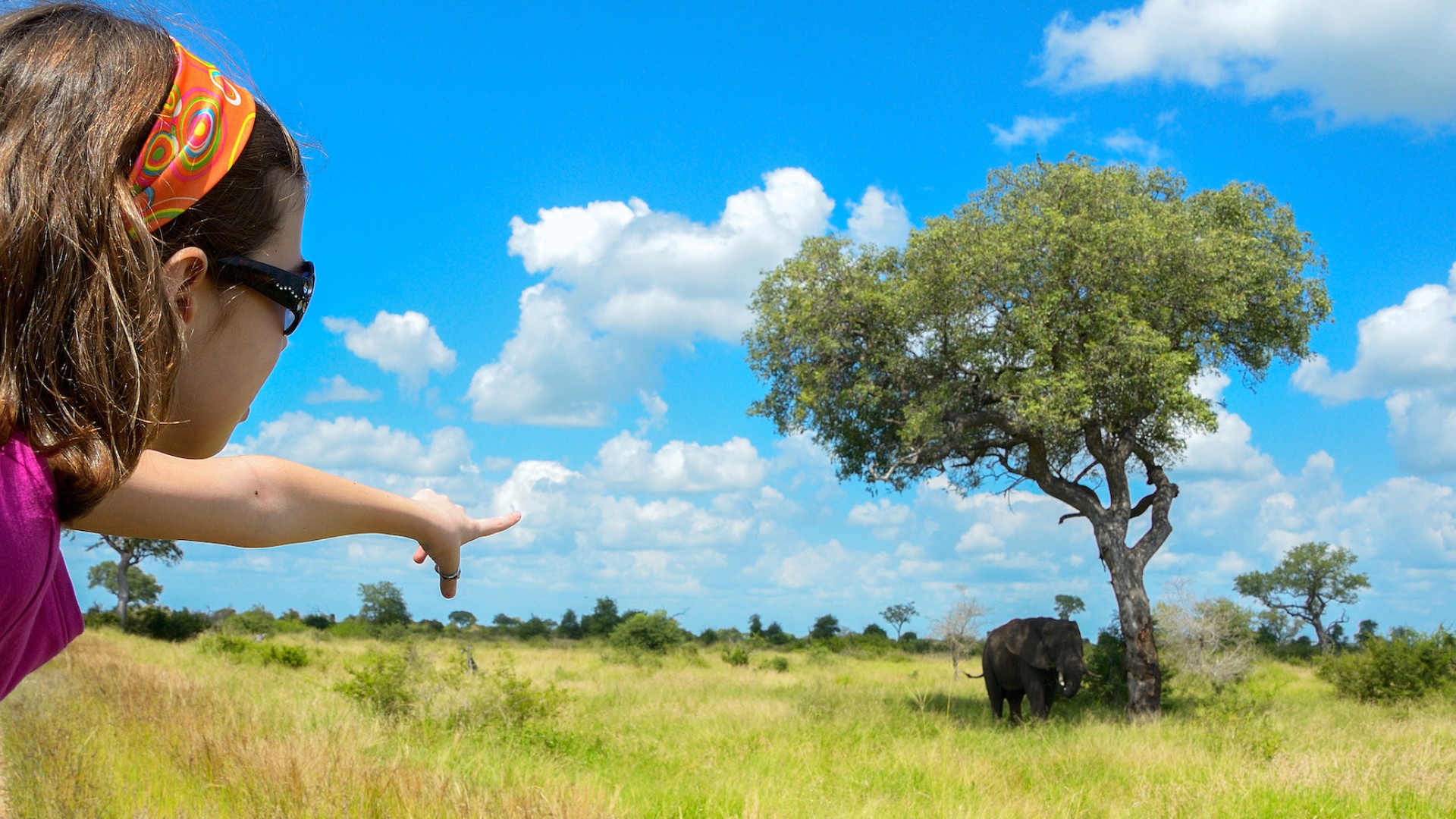 A girl pointing to an elephant under a tree from the safari car