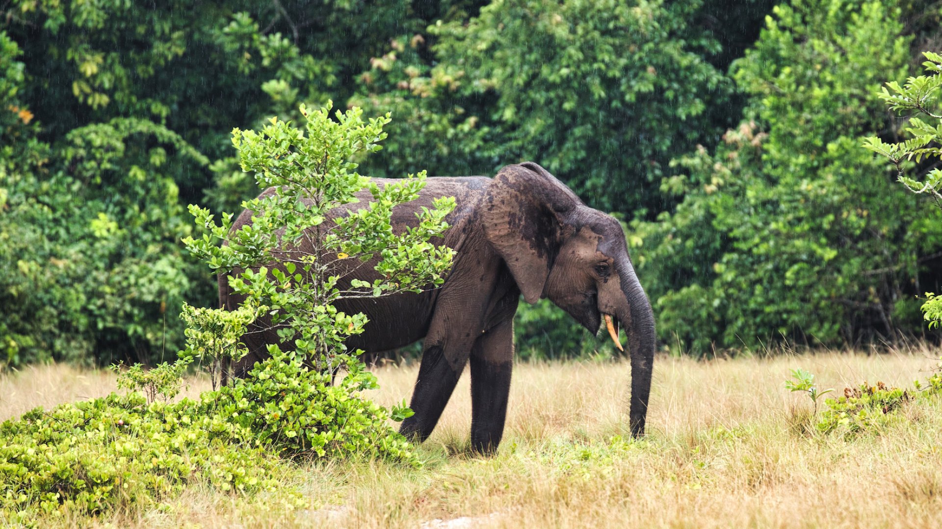 A wild elephant standing in the grass in the rain in Gabon