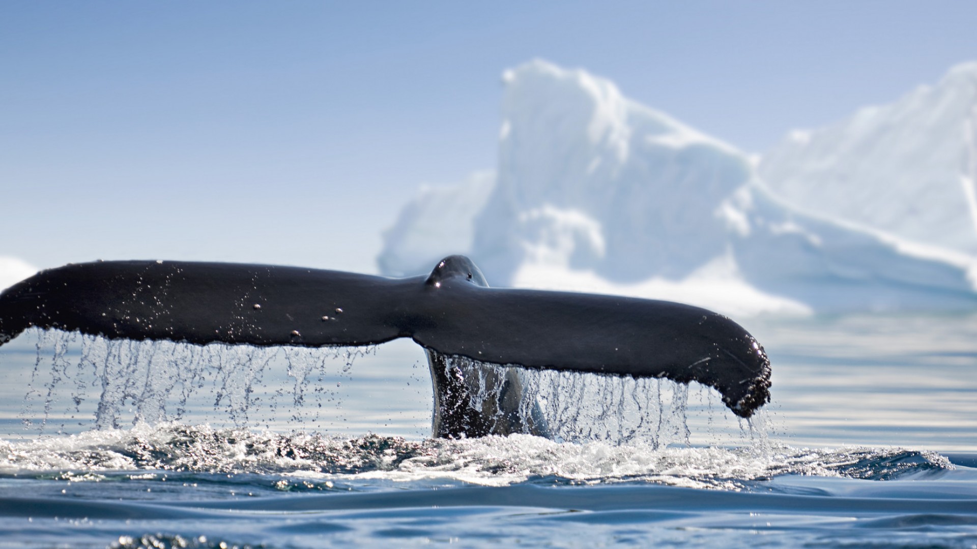 blue whale tale in antarctica