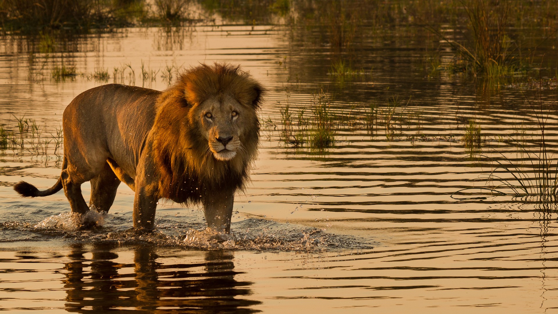 A single lion walking through a still pond at golden hour as seen on a Botswana safari