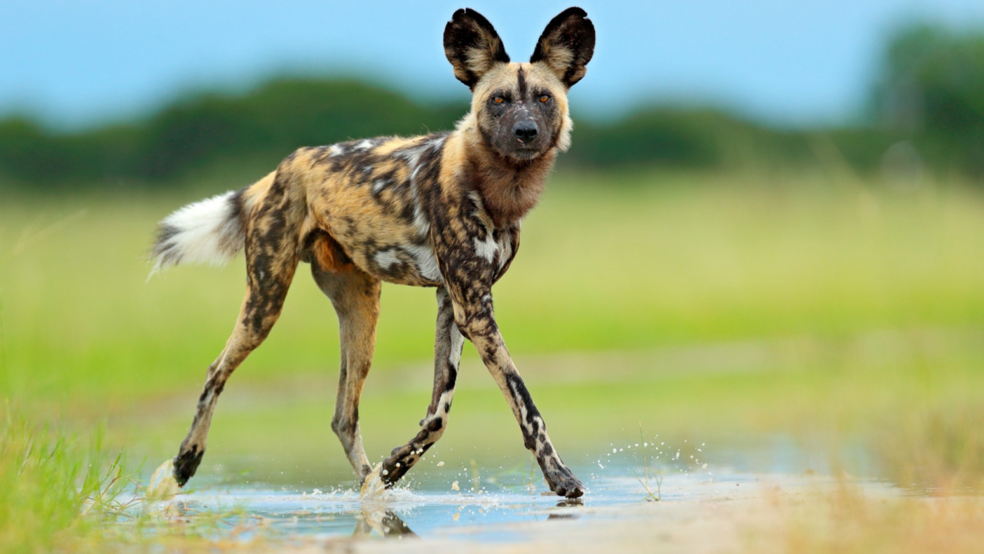 wild dog running in grass making eye contact with the camera
