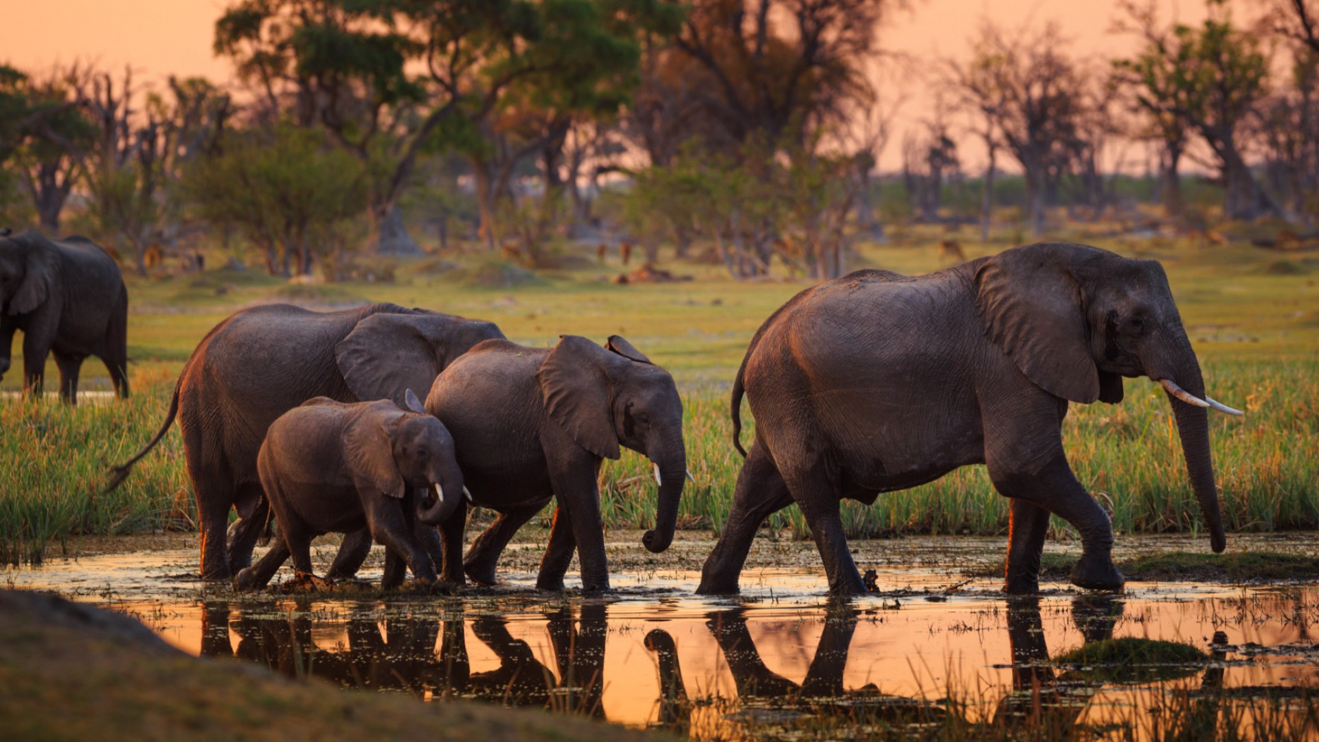 Elephants in water at sunset