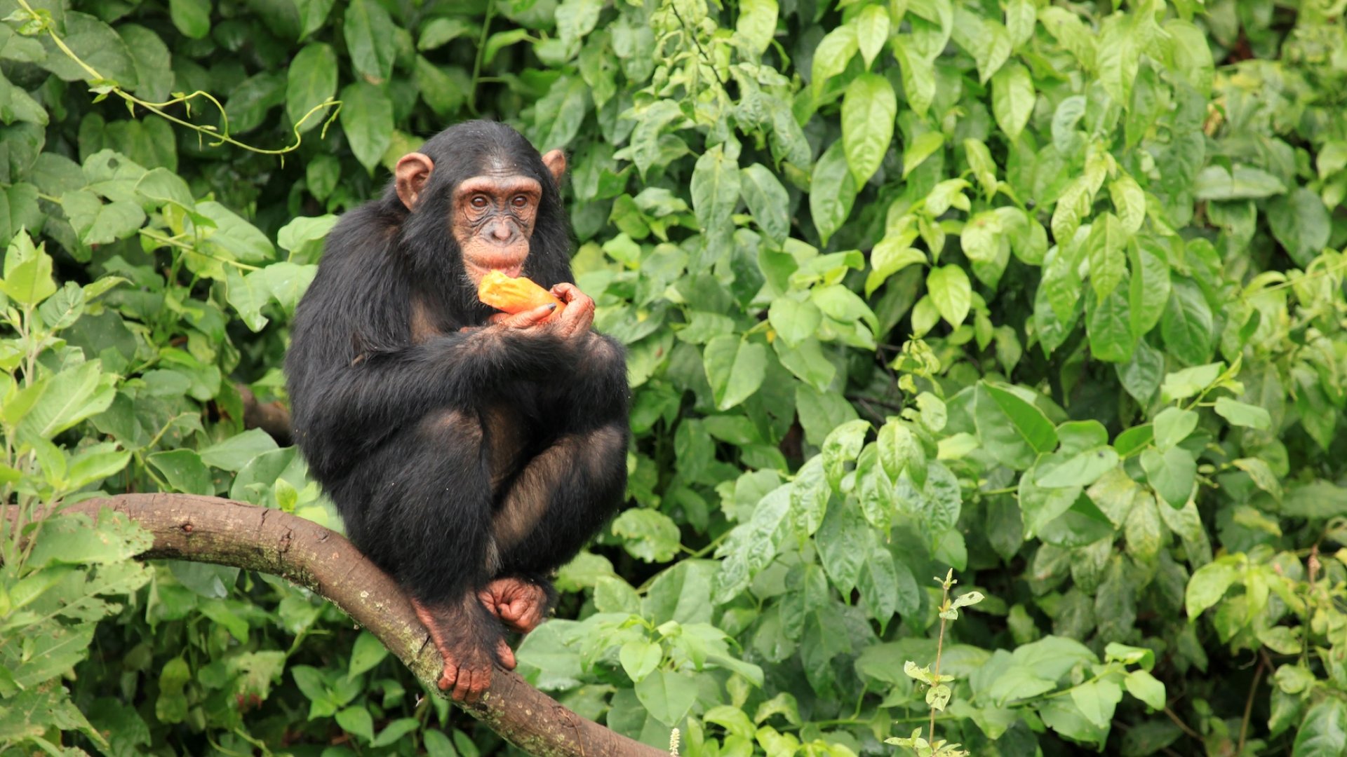 A chimpanzee in Gabon sitting on a tree in a lush forest